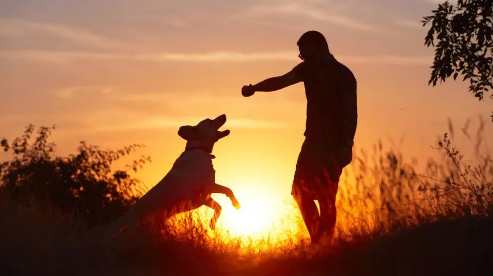 Silueta de un hombre jugando con su perro, que salta hacia él, en un campo al atardecer